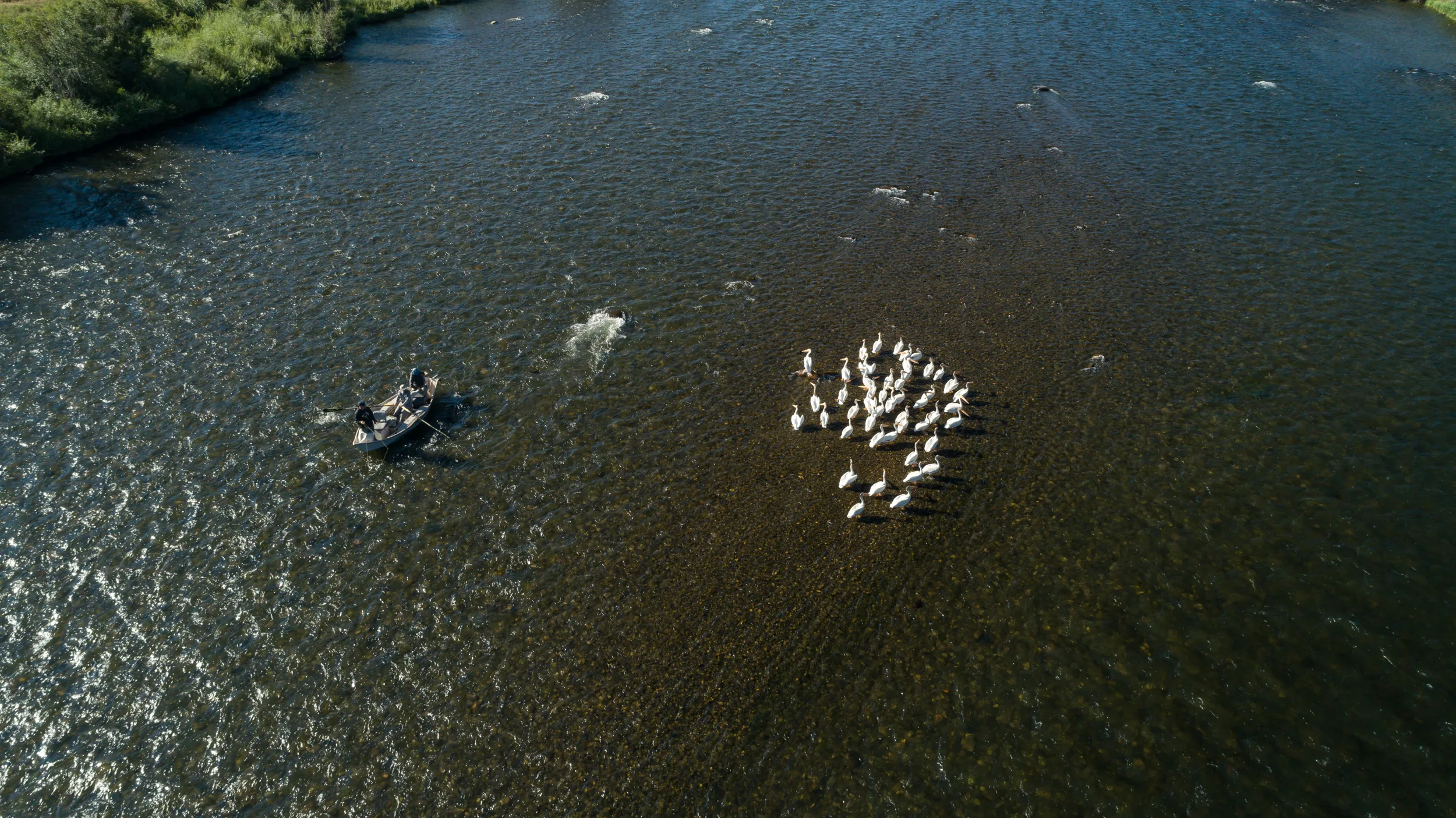 Aerial view of drift boat alongside pelicans on the river