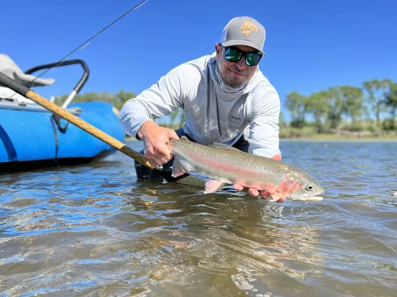 Rainbow trout being released at the waterline